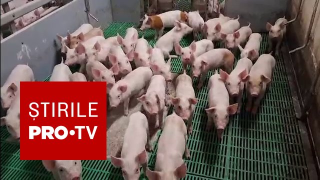 Alertă maximă în 7 localități din Satu Mare după un focar de pestă porcină africană în Ungaria