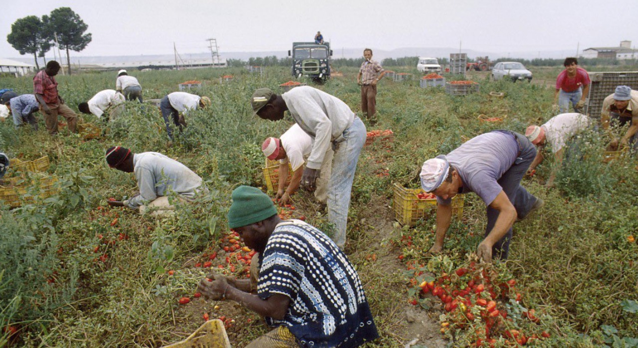 Aproape 10.000 de muncitori sezonieri exploatați în ferme din sudul Italiei, anchetele dezvăluie condiții de sclavie modernă