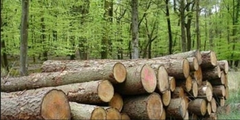 ASFOR propune ca 25% din valoarea clădirilor publice noi să fie din lemn