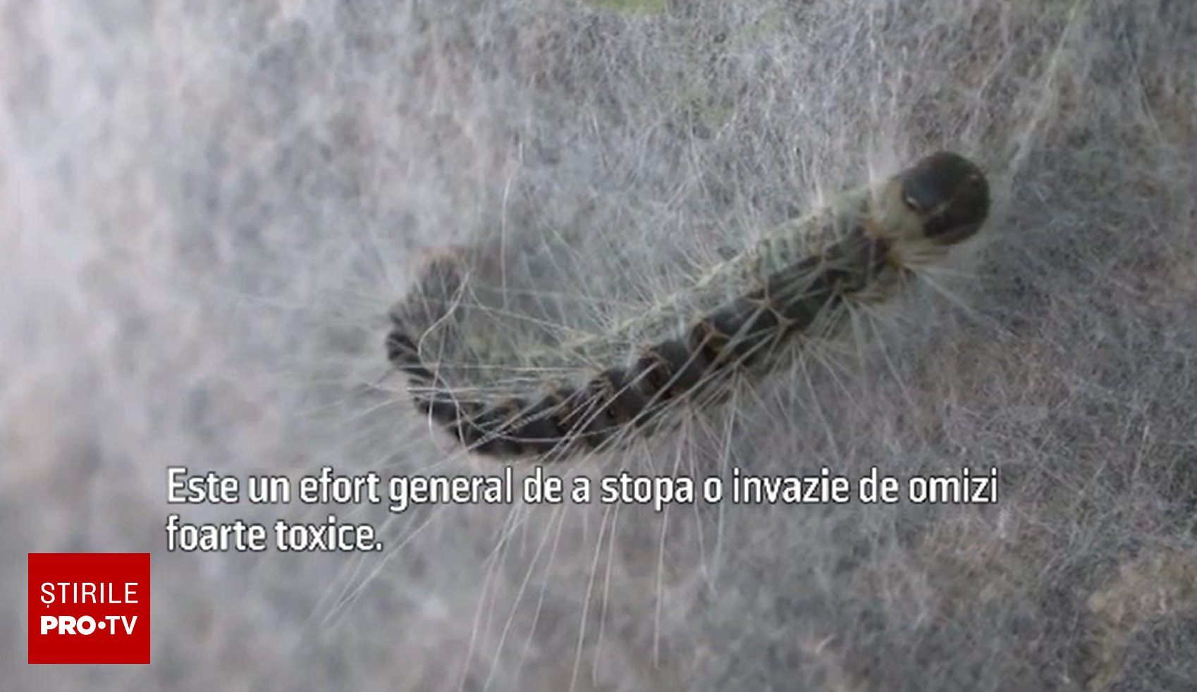 Berlinul, invadat de omizi toxice: reacții alergice severe, parcuri închise și legătura cu schimbările climatice