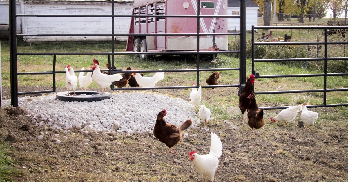 Câte animale poți crește în curte, la oraș și la sat. Reguli și limite stabilite de Ministerul Sănătății