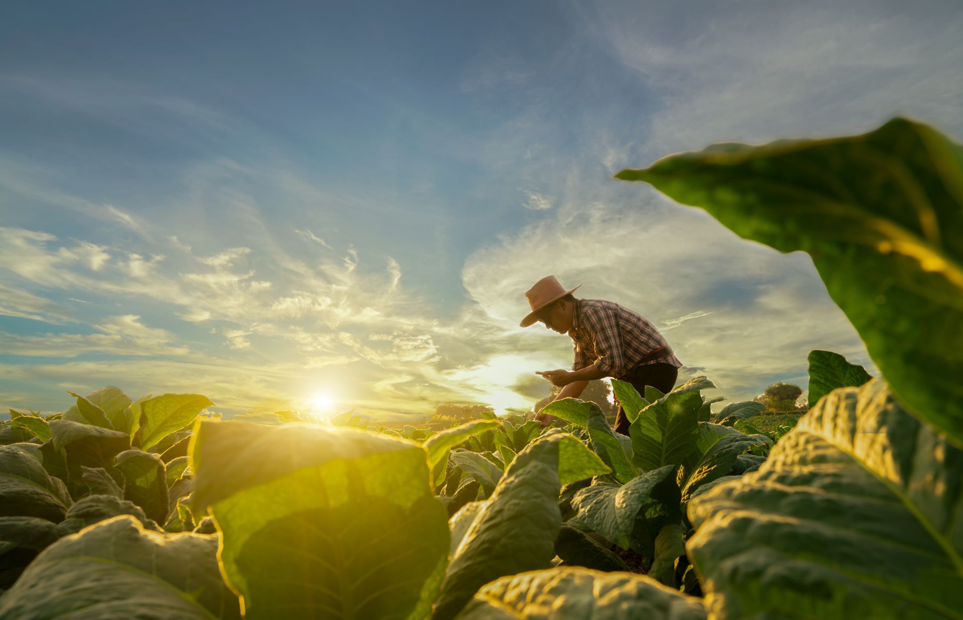 Cercetătorii au descoperit mecanismul exact prin care planta de tutun produce nicotină, după 200 de ani de mister