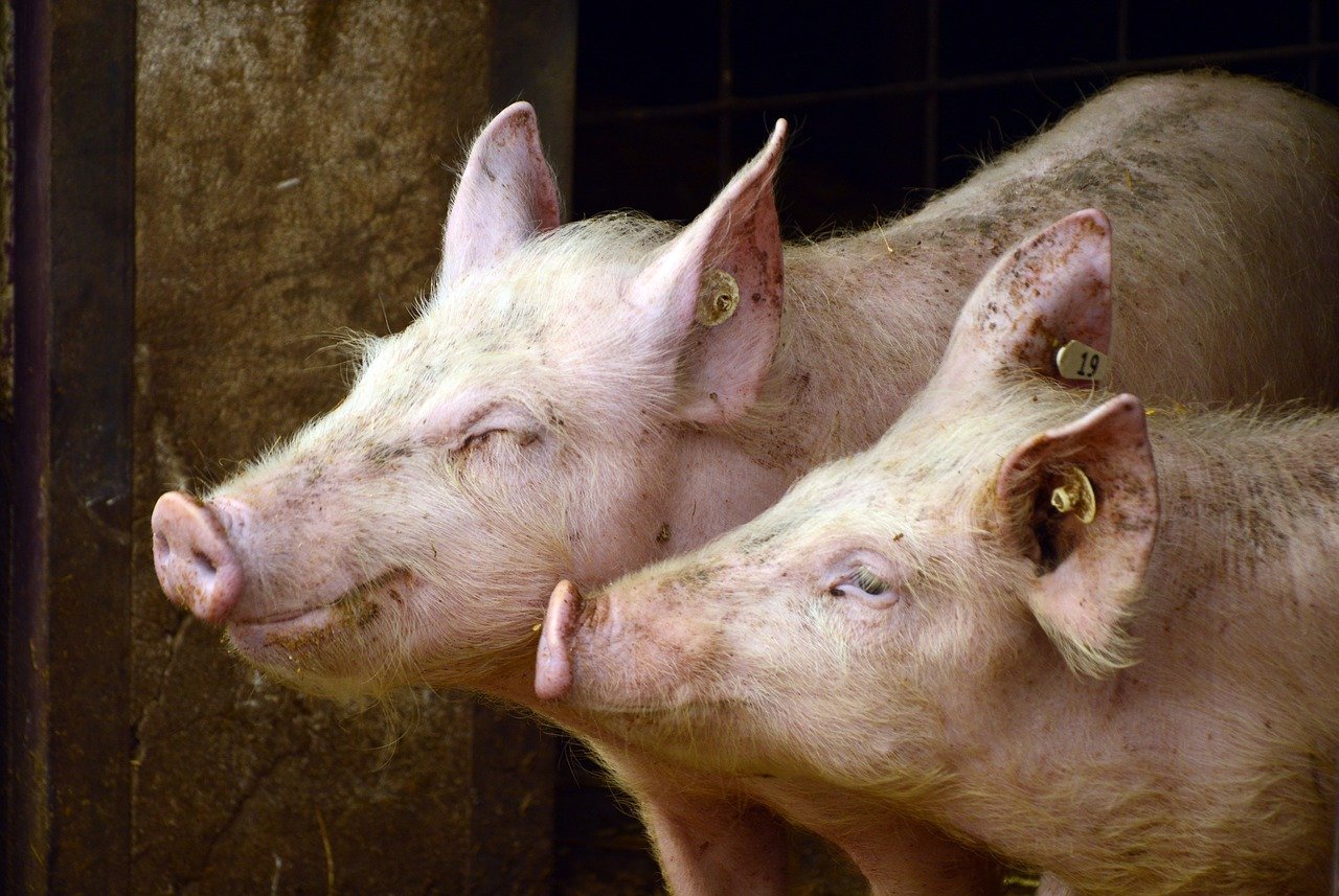China: primul triplu transplant de organe de porc modificat genetic la un om în moarte cerebrală