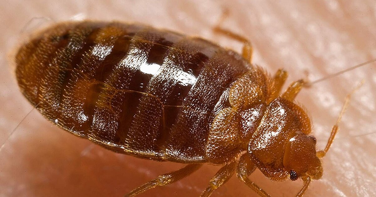 Cum arată mușcătura de ploșniță și ce să faci dacă găsești insecta în casă. Semnele care nu trebuie ignorate