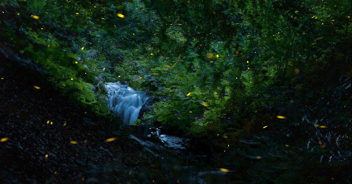 Cum să atragi licuricii în grădină: ghid pentru a recreea habitatul natural al insectelor bioluminescente