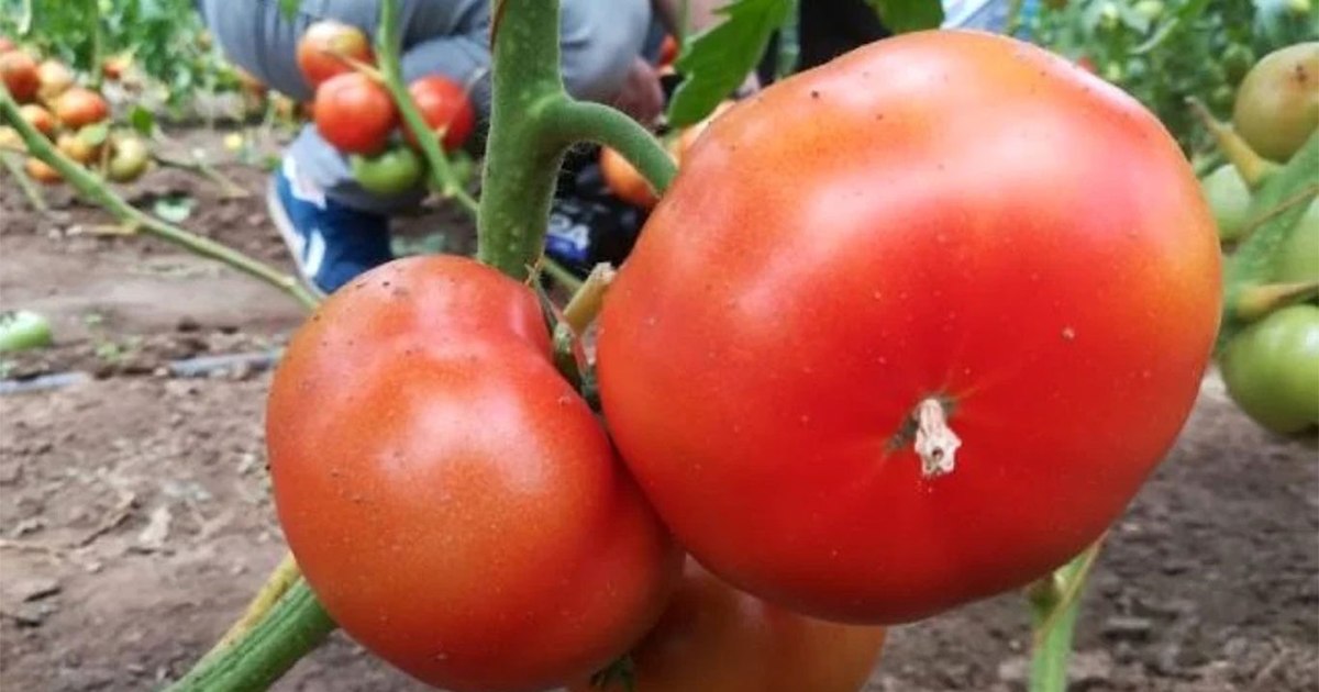 Cum să păstrezi roșiile proaspete și suculente. Greșeala comună care le strică aroma