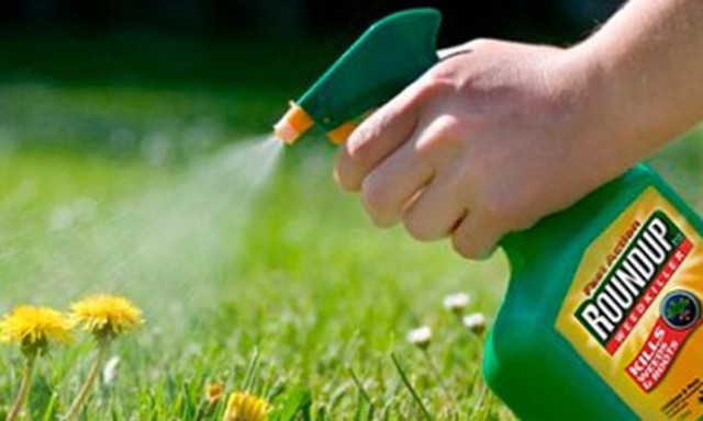 Curtea Supremă a SUA limitează procesele împotriva Bayer pentru erbicidul Roundup
