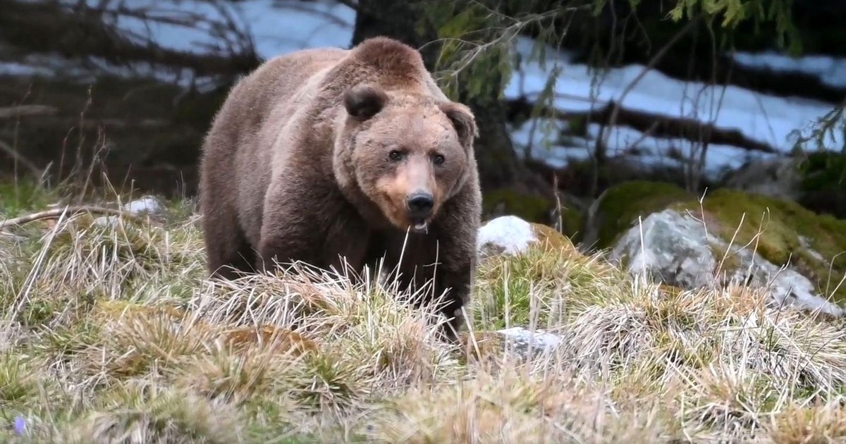 De ce urșii de pe Transfăgărășan sunt „cerșetori”, iar în Retezat evită turiștii: explicația din anii '70