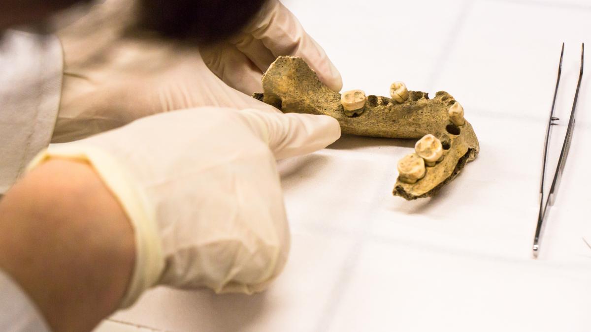 Descoperire surprinzătoare în peștera Rising Star: toate fosilele Homo naledi aparțin femelelor