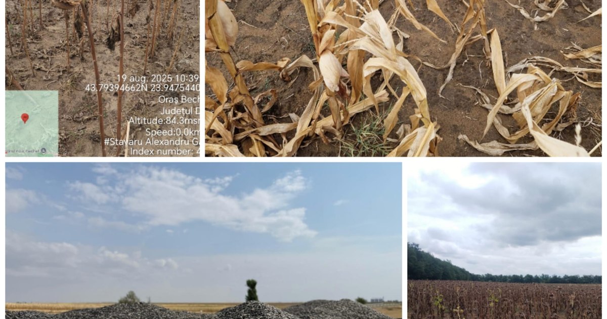 Fermierii români primesc 14,8 milioane euro de la UE pentru secetă, dar mulți și-au vândut deja terenurile