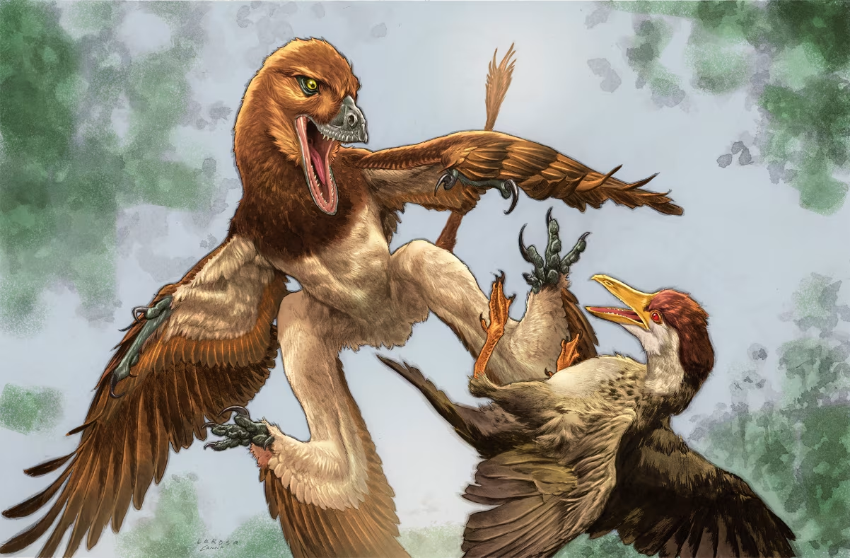 Fosilă de dinozaur cu patru aripi, descoperită în China: Jianchangmaensis, un microraptor vechi de 120 de milioane de ani