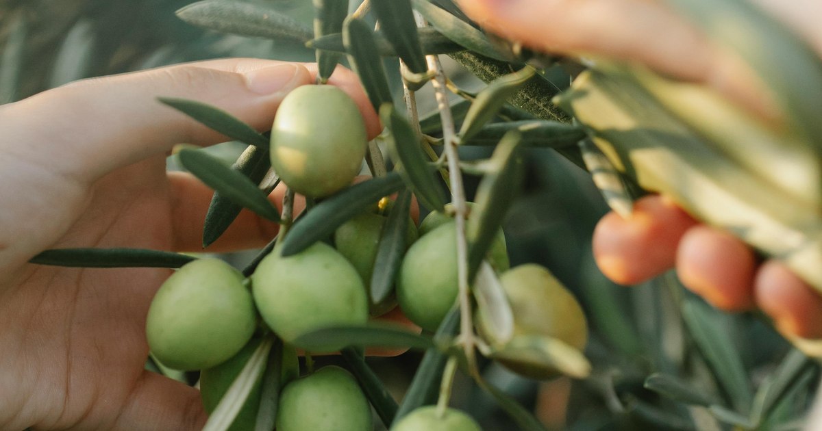 Grecia recrutează 5.000 de muncitori agricoli din Egipt pentru a salva recoltele