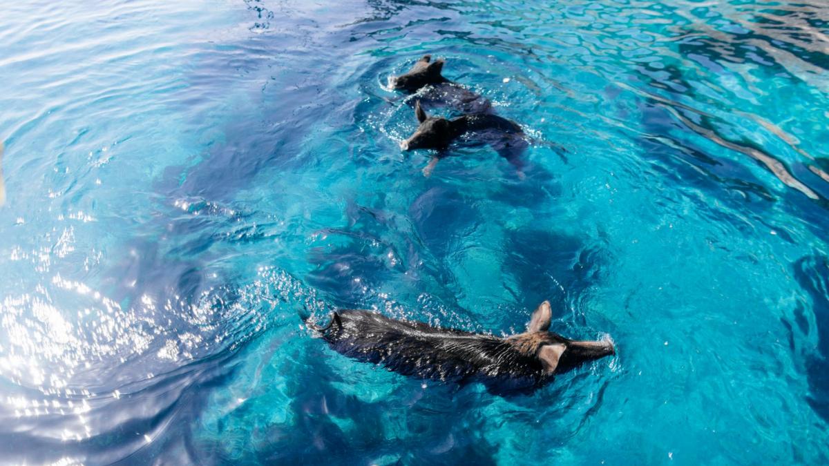 Insula grecească Atokos, noua destinație virală unde porcii înoată cu turiștii