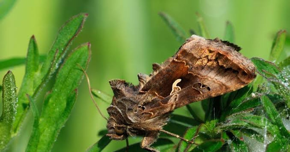 Invazia fluturilor buha gamma în București. Când scapă Capitala de insecte