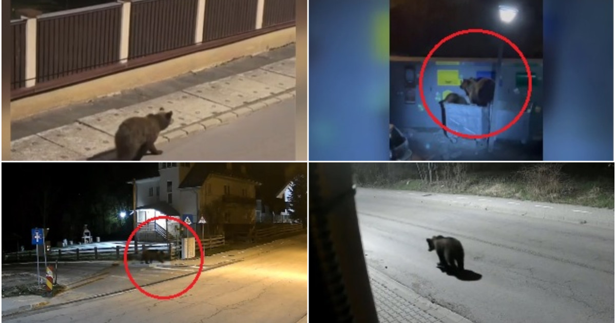 Localnicii din zonele muntoase, nemulțumiți de noua lege a urșilor: „E o soluție, dar nu eficientă”