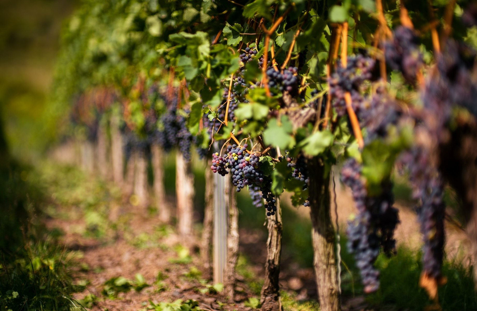 Nouă primării și producători de vin se unesc pentru revitalizarea Podgoriei Aradului