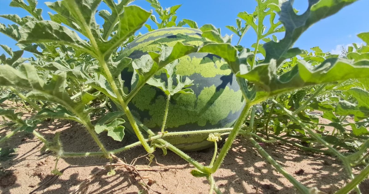 Pepenele verde cu miez galben, senzația verii: producător din Călărași cultivă 50 ha și are contracte cu supermarketurile