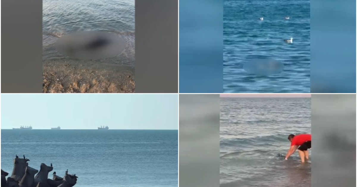 Peste 80 de delfini morți, eșuați pe litoralul românesc de la începutul anului. Cauzele: pescuitul, un virus și traficul naval