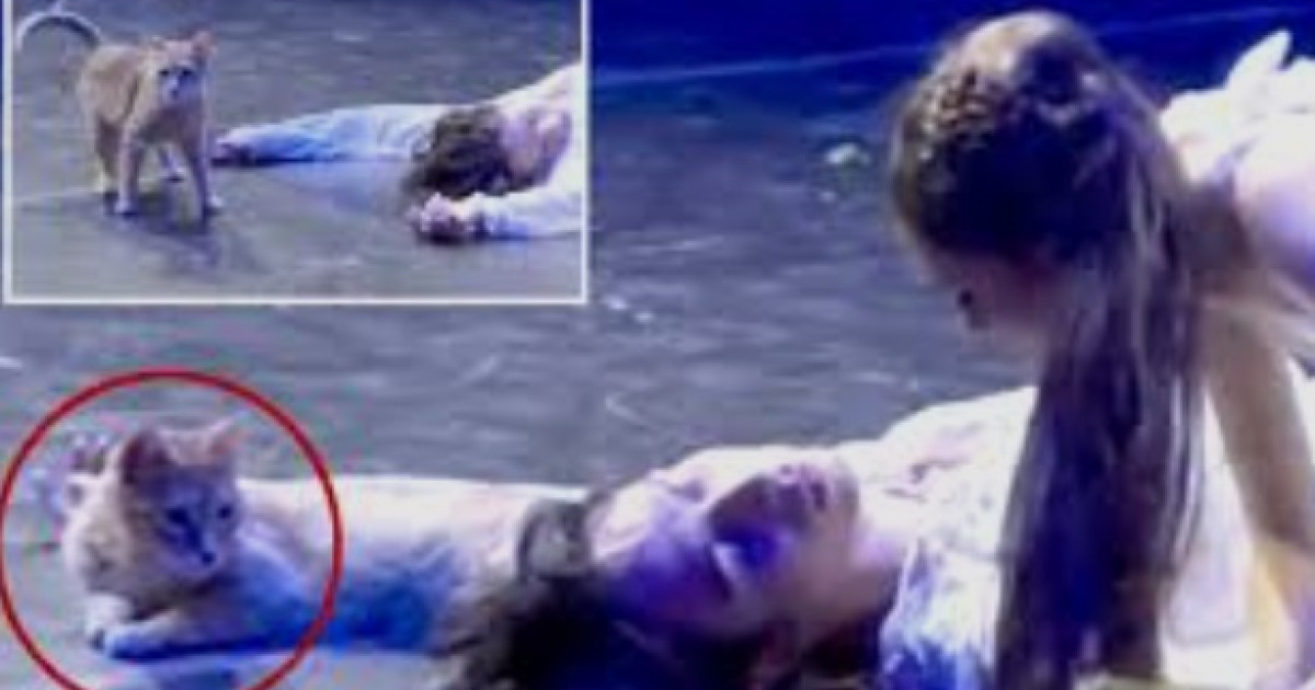 Pisica a intrat pe scenă în timpul baletului Romeo și Julieta, la Izmir