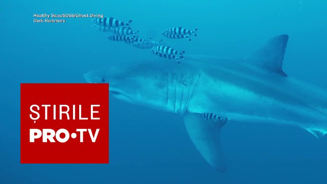 Rechin alb de 4 metri, filmat în premieră în Marea Mediterană, între Tunisia și Sicilia