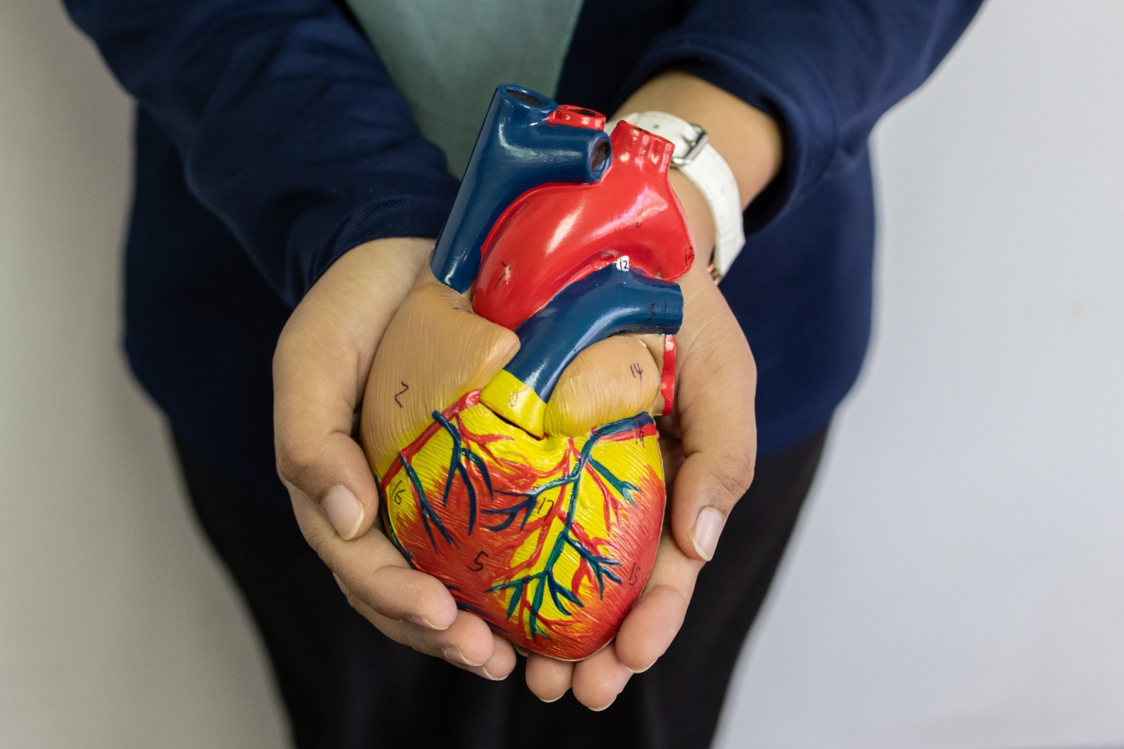 Sistemul cardiovascular: funcții esențiale și riscuri de afecțiuni