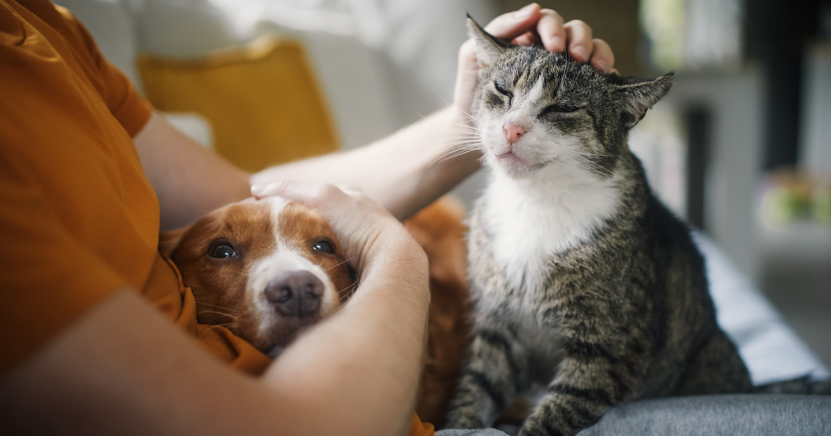 Studiu: interacțiunea cu animalul de companie nu reduce stresul, ba chiar îl poate amplifica la pisici