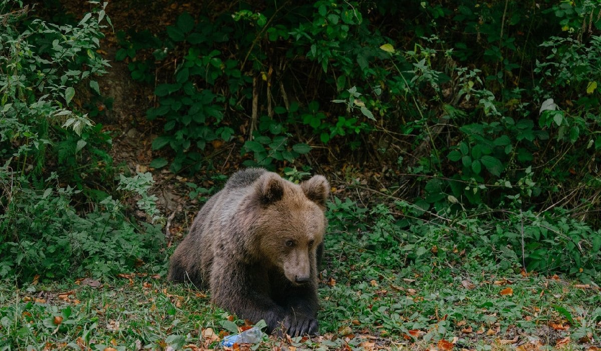 Tanczos Barna cere CE scoaterea ursului brun din categoria speciilor strict protejate