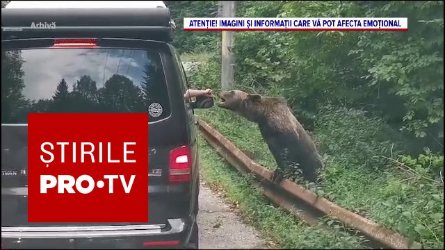 Trei turiști străini, mușcați de urs pe Transfăgărășan în aceeași zi. Amendă de până la 30.000 de lei