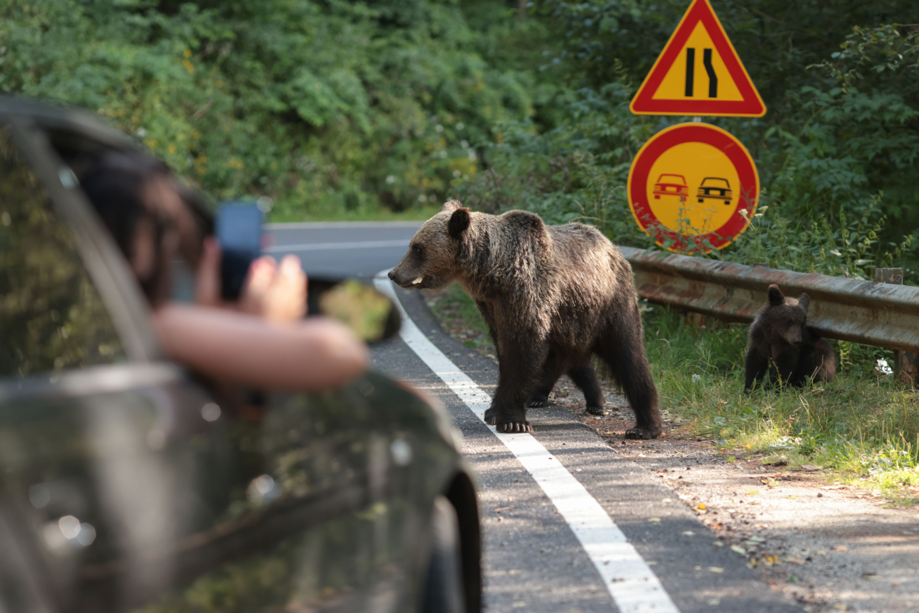 Turistă ucraineană de 18 ani, atacată de urs pe Transfăgărășan, luni seară