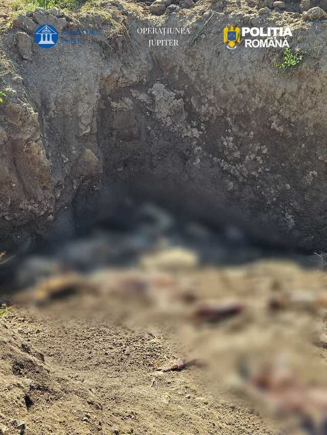 Zece percheziții în Constanța, în cadrul Operațiunii Jupiter, pentru abandonarea leșurilor de animale pe câmp