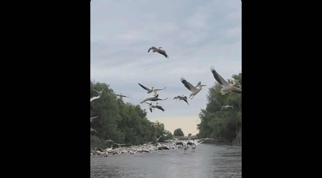 Zeci de pelicani blochează un canal din Delta Dunării, imagini virale