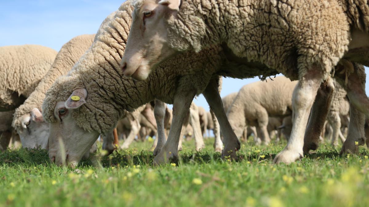 ANSVSA instituie carantină națională de 30 de zile pentru ovine și caprine din cauza Pestei Micilor Rumegătoare