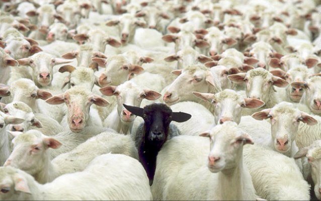 Carantină națională de 30 de zile pentru ovine și caprine din cauza Pestei Micilor Rumegătoare