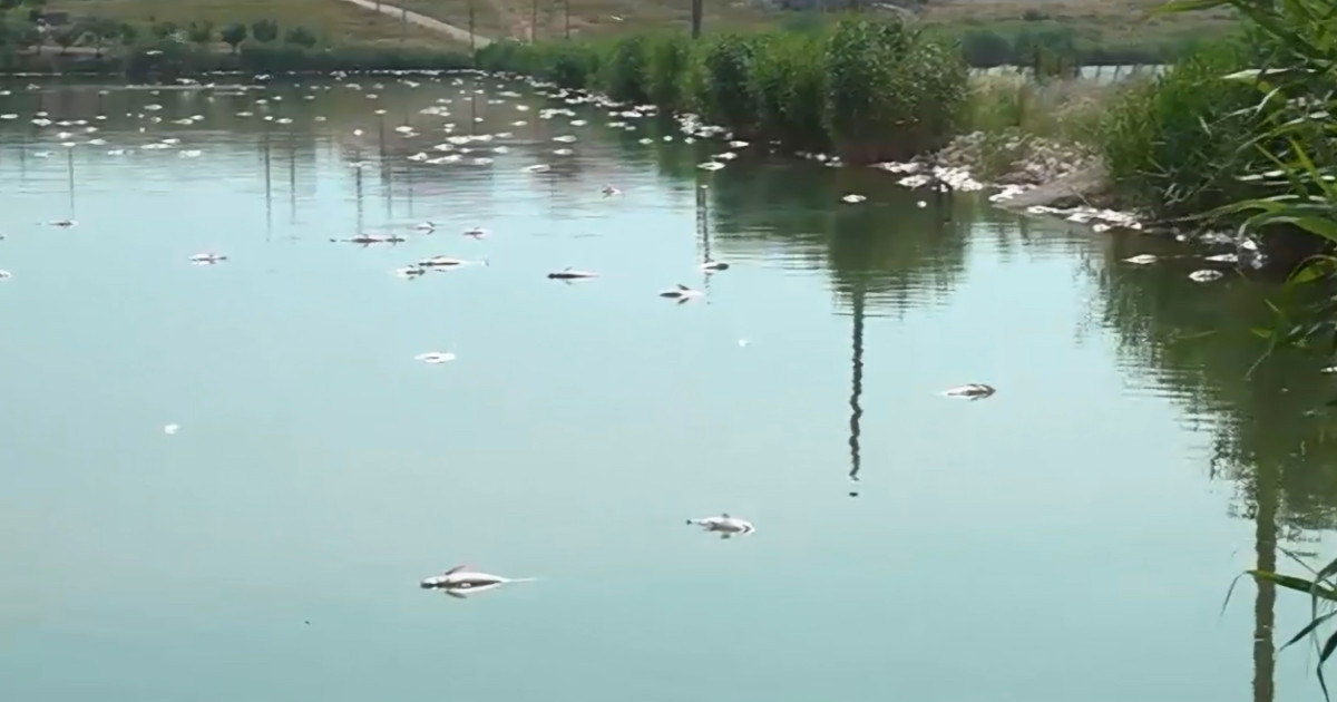 Dezastru ecologic pe lacul Corbu din Constanța: până la două tone de pești morți