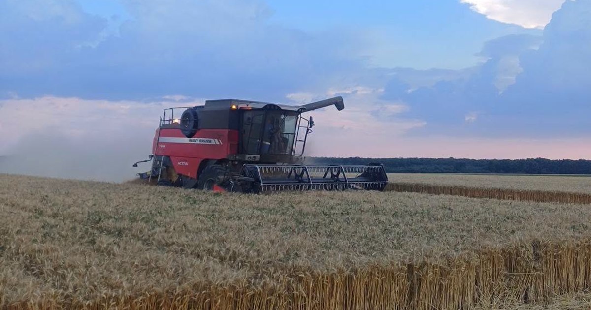 Fermierii români au producții record la grâu în 2026, dar prețul scăzut îi dezamăgește