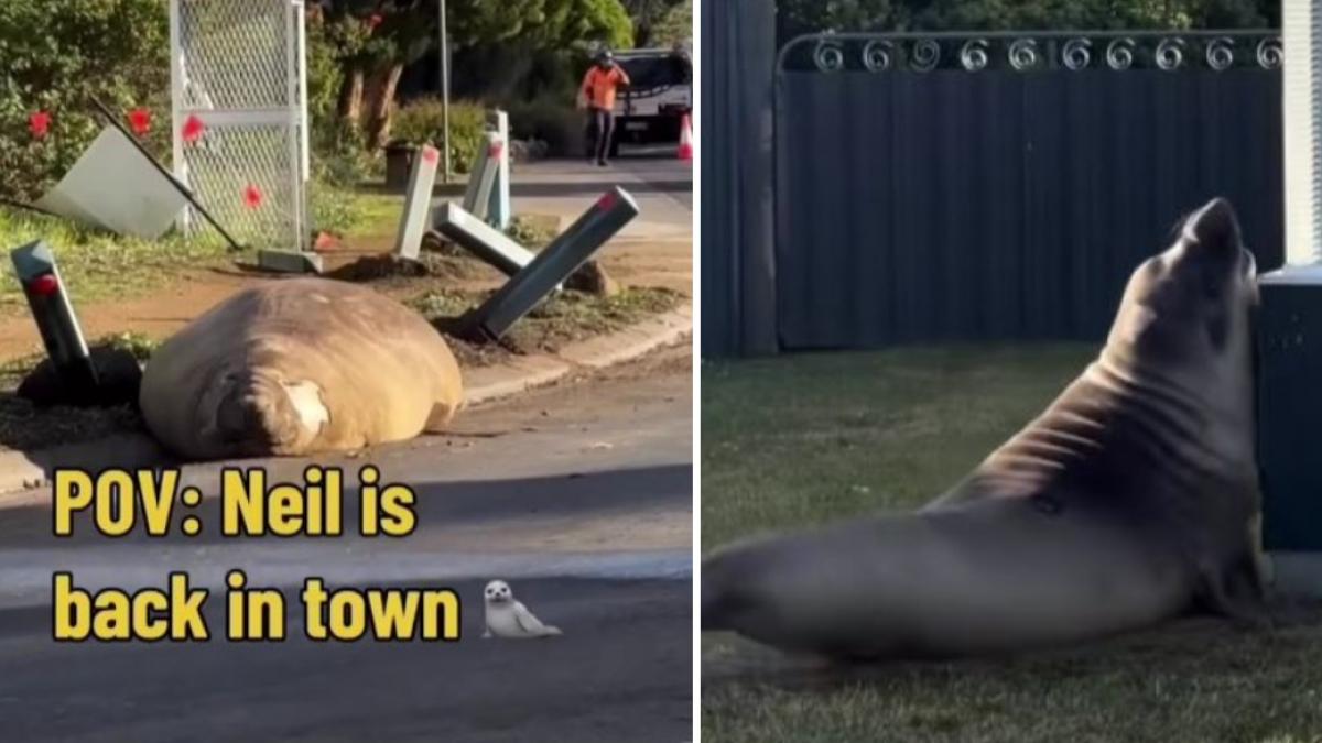 Foca Neil, de o tonă, face prăpăd în Tasmania: autoritățile cer respectarea intimității