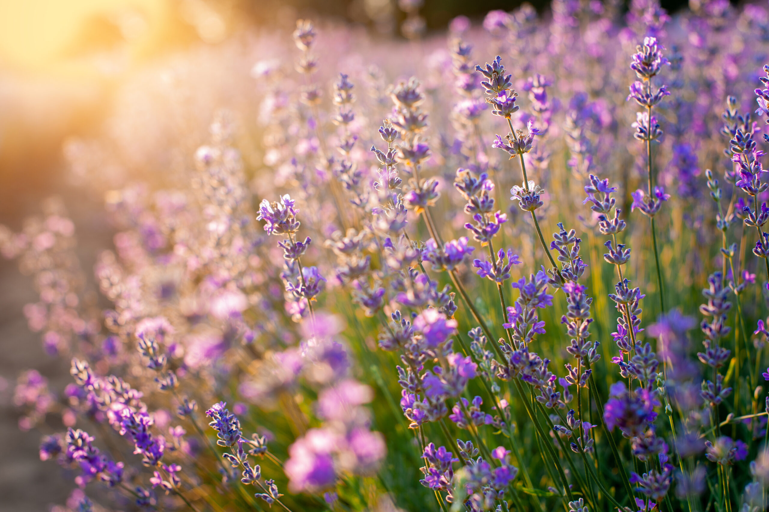 Lavanda, planta ideală pentru a atrage albinele în grădină în luna iulie