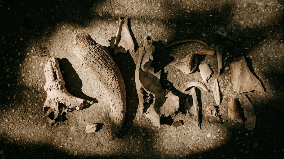 O nouă specie de „urs câine” descoperită în Spania, după 30 de ani de la găsirea craniului
