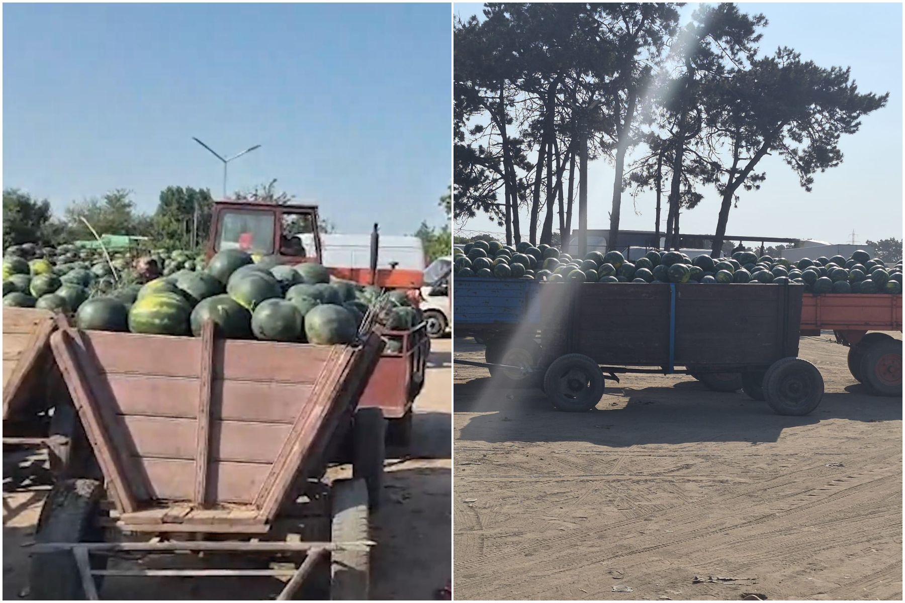 Pepenii de Dăbuleni se vând cu 60 de bani kilogramul, producătorii nu își acoperă investiția