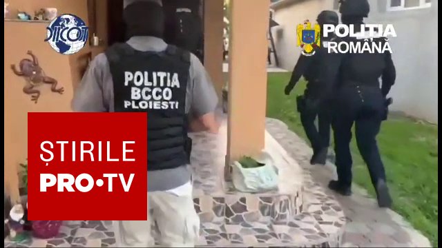 Rețea de traficanți de canabis destructurată în Prahova. Cinci persoane arestate