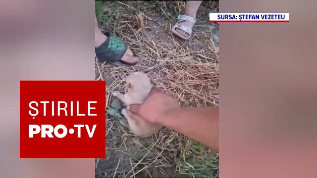 Zece căței abandonați într-un tomberon în Botoșani, salvați de copii și adoptați